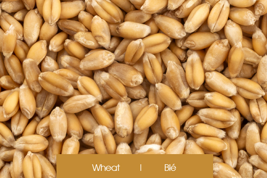 Wheat